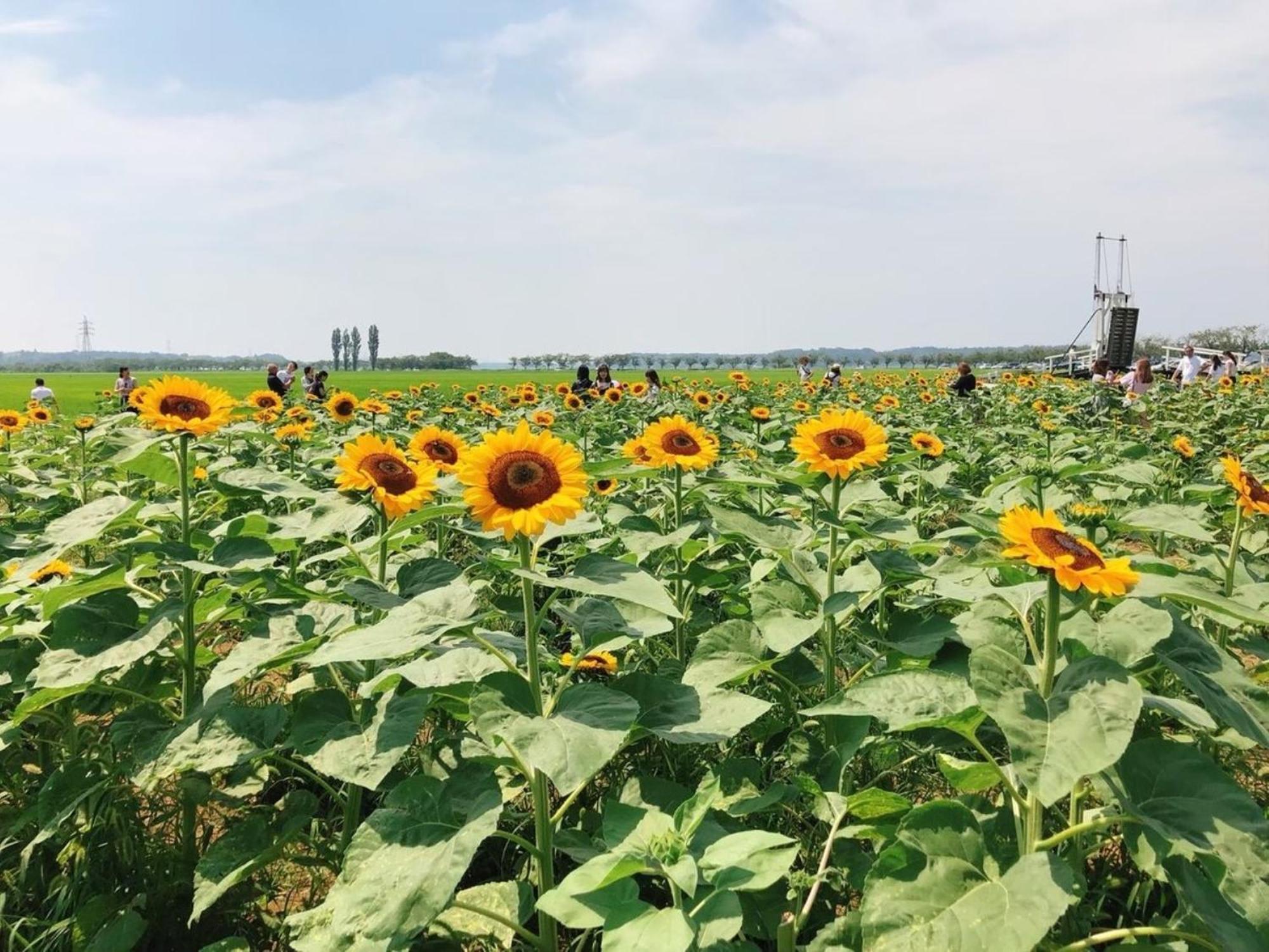 Vessel Inn Keisei Tsudanuma Station Narashino Εξωτερικό φωτογραφία